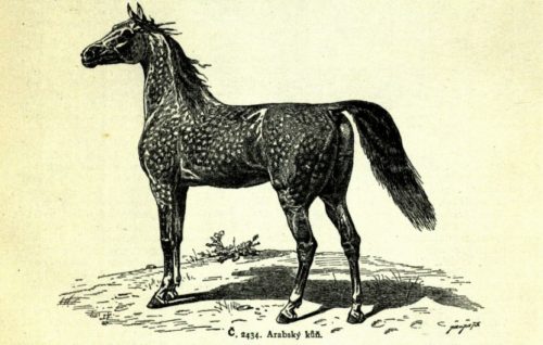 Arabský Kůň